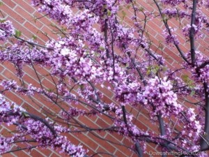 photo (6)