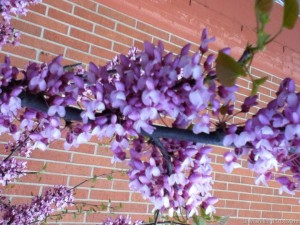 photo (7)