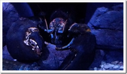 Ripley's Aquarium of Canada Wordless Wednesday DownshiftingPRO_5
