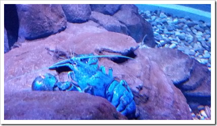 Ripley's Aquarium of Canada Wordless Wednesday DownshiftingPRO_6