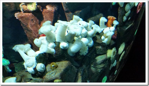 Ripley's Aquarium of Canada Wordless Wednesday DownshiftingPRO_7