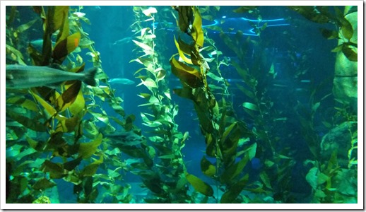 Ripley's Aquarium of Canada Wordless Wednesday DownshiftingPRO_8