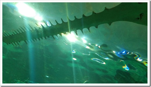 Ripley's Aquarium of Canada Wordless Wednesday DownshiftingPRO_9
