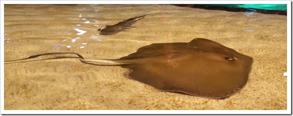 Ripley's Aquarium of Canada Wordless Wednesday DownshiftingPRO_10