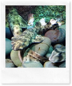 Visit Ripley's Aquarium Canada with @DownshiftingPRO March Break