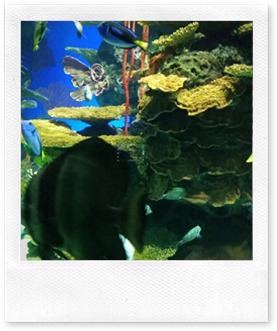 Visit Ripley's Aquarium Canada with @DownshiftingPRO March Break Ripley's Aquarium Canada @DownshiftingPRO March Break
