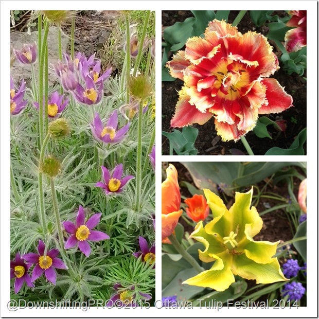 Wordless Wednesday Spring Flowers Ottawa DownshiftingPRO Wordless Wednesday Spring Flowers Ottawa DownshiftingPRO