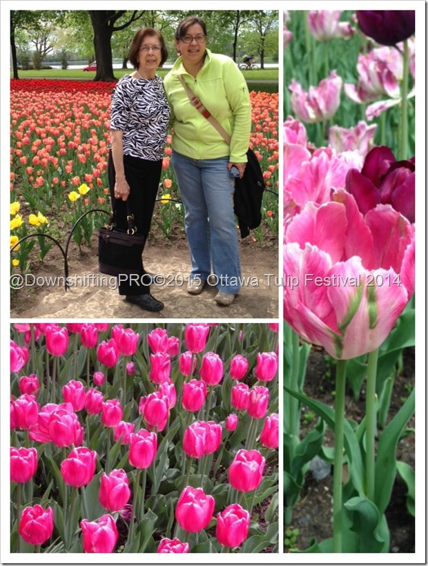 Wordless Wednesday Spring Flowers in Ottawa Tulip Festival Wordless Wednesday Spring Flowers in Ottawa Tulip Festival