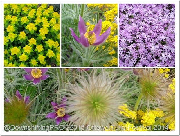 Wordless Wednesday Yellow Spring Flowers DownshiftingPRO thumb