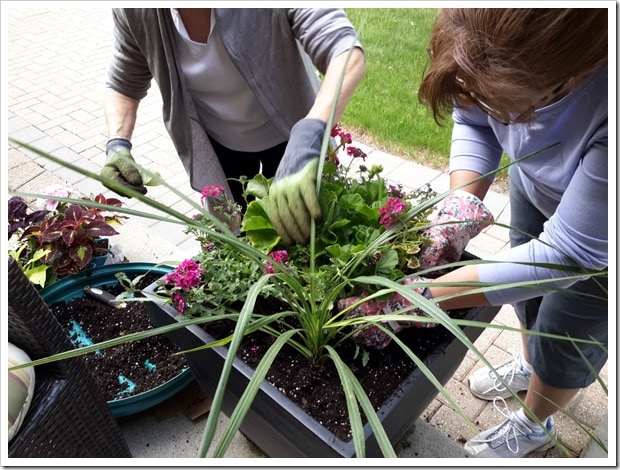 Costco Hanging Plants for Summer Containers - @DownshiftingPRO