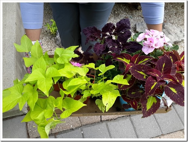 Costco Hanging Plants for Summer Containers - @DownshiftingPRO