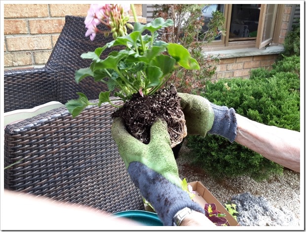 Costco Hanging Plants for Summer Containers - @DownshiftingPRO