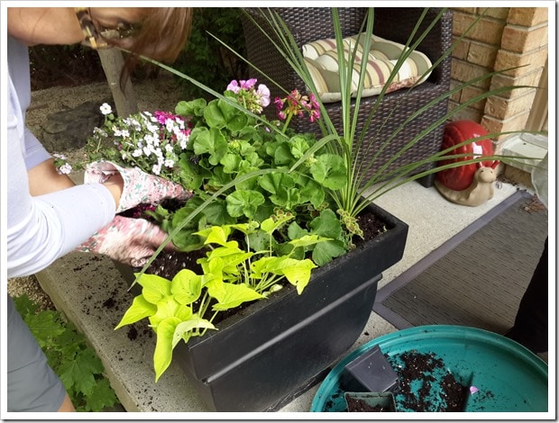 Costco Hanging Plants for Summer Containers - @DownshiftingPRO