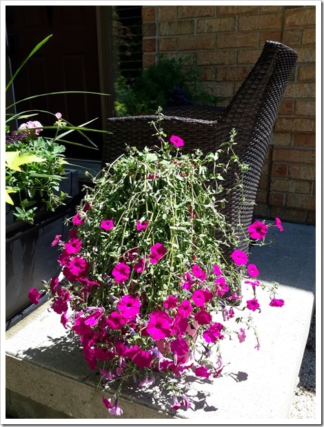 Costco Hanging Plants for Summer Containers - @DownshiftingPRO