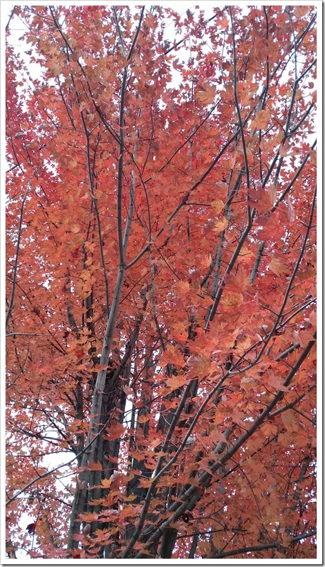 20151023_173056