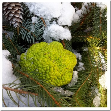 Holiday Urn Tutorial @DownshiftingPRO Christmas Planters