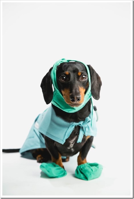 Brought to you by No Bite is Right Campaign with @Celeb_Dachshund