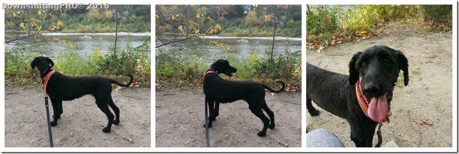 No Bite is Right Campaign - LOLA - @DownshiftingPRO Keeping your pet healthy