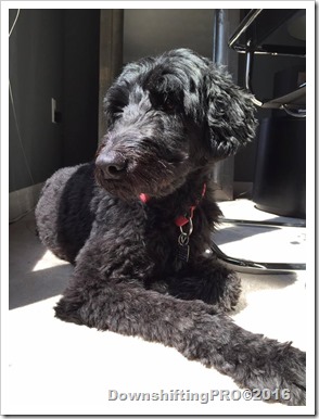 No Bite is Rigt_Lola_@DownshiftingPRO_Keeping your pet healthy