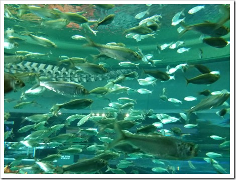 Ripley's Aquarium Canada Wordless Wednesday from @DownshiftingPRO fish of the Great Lakes