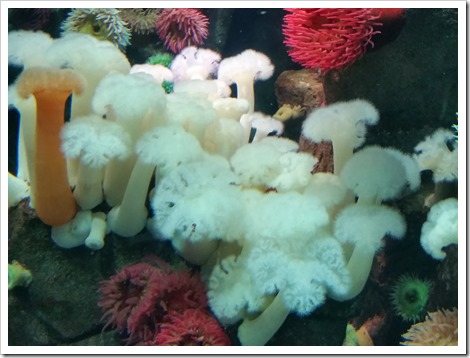 Ripley's Aquarium Canada Wordless Wednesday from @DownshiftingPRO Coral and Sea anemone