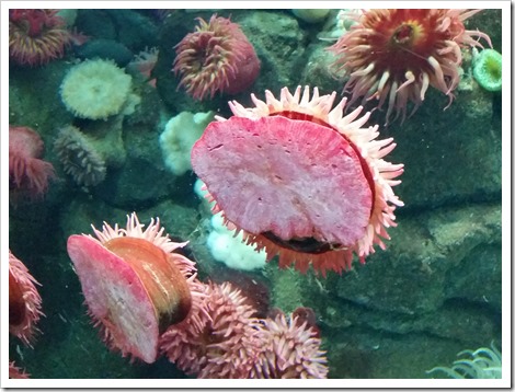 Ripley's Aquarium Canada Wordless Wednesday from @DownshiftingPRO Coral and Sea anemone
