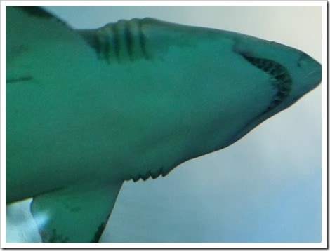 Ripley's Aquarium Canada Wordless Wednesday from @DownshiftingPRO Sharks