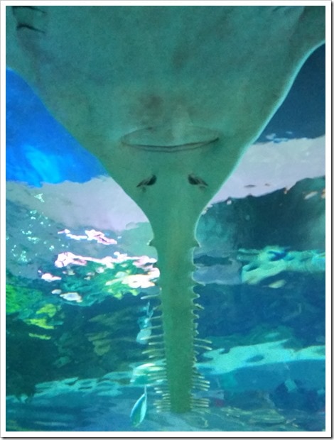 Ripley's Aquarium Canada Wordless Wednesday from @DownshiftingPRO Sawfish