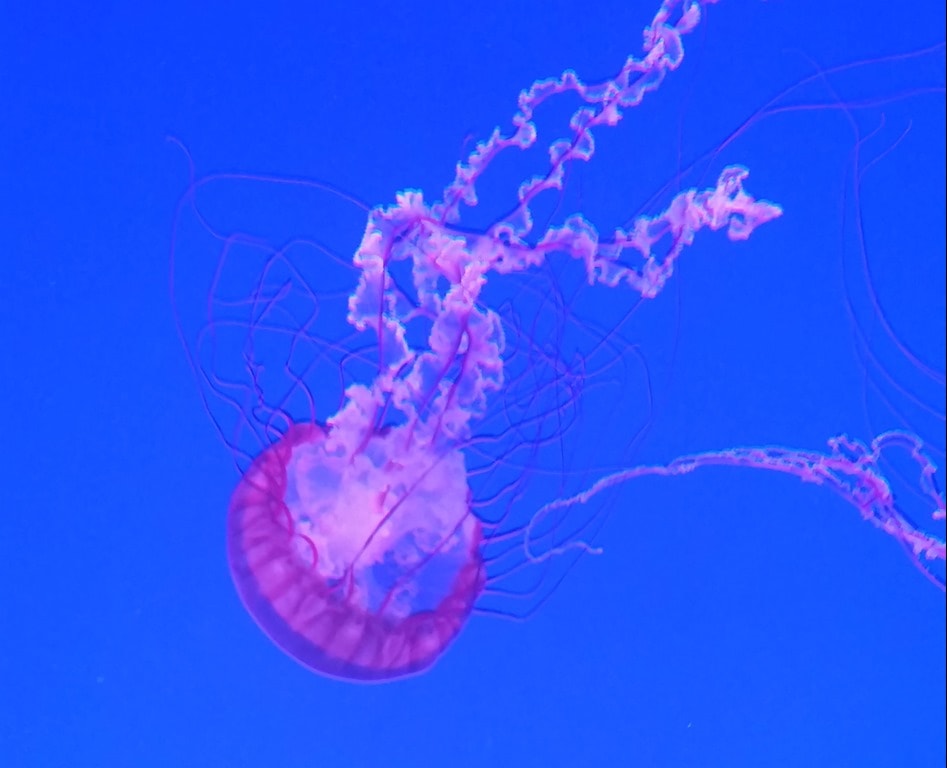 The Best Zoos in the USA From Coast to Coast 4 Ripley's Aquarium in Canada @DownshiftingPRO Shark Week