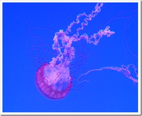 Ripley's Aquarium Canada Wordless Wednesday from @DownshiftingPRO Jellyfish