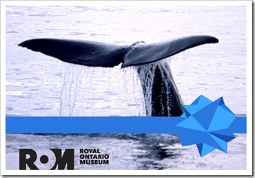 Royal Ontario Museum_blue-whale-giving-tuesday_@DownshiftingPRO