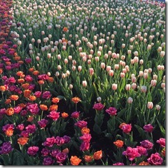Tulips-Summer Planters @DownshiftingPRO