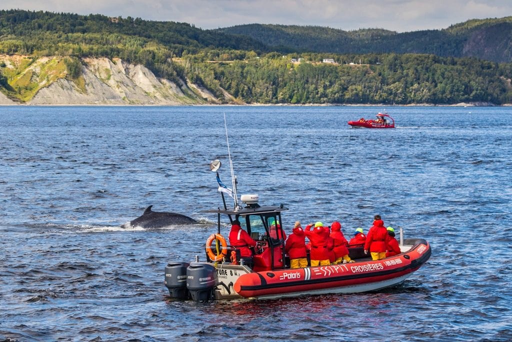 Photo Credit Mathieu Dupuis Le Qubec maritime Whale Watching in a Zodiac Essipit Croisiere