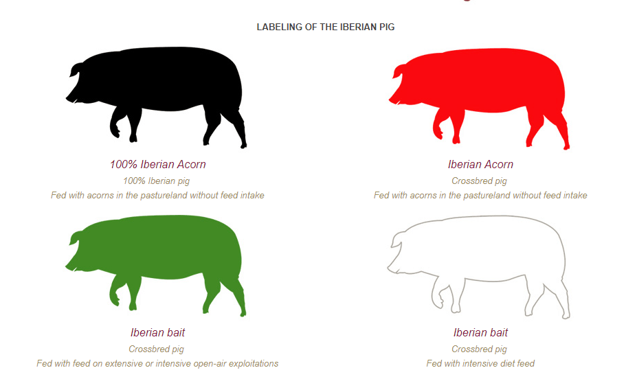 Iberian Pig Grading