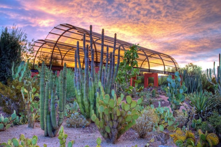 Desert Discovery Trail at Desert Botanical Garden