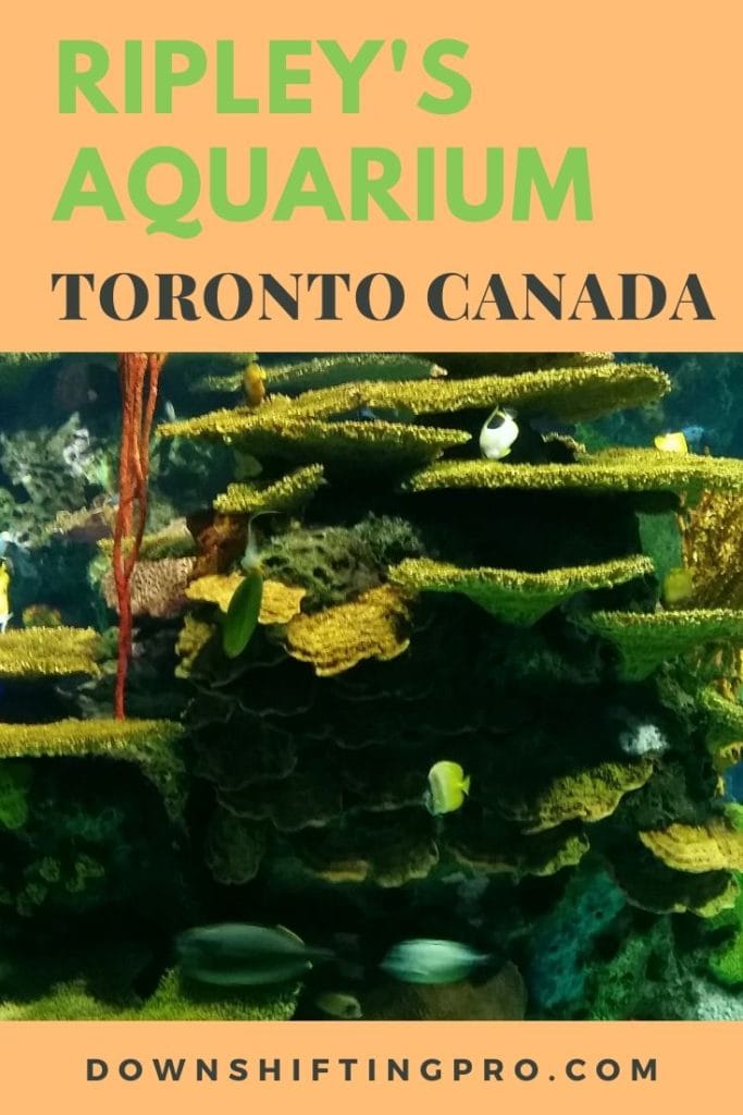 Strategies to Manage Your Travel Blog when NOT traveling 14 Ripleys Aquarium in Toronto Canada @DownshiftingPRO