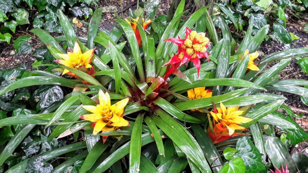 Botanical Garden in Bogota DownshiftingPRO 17 Margarita Ibbott 1