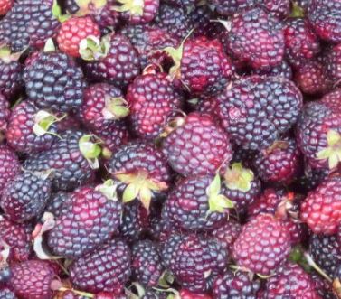 Ultimate Guide to Fruits and Juices of Colombia - with 32 Stunning Pictures 26 Moras - Blackberries - Fruits and juices of Colombia. DownshiftingPRO
