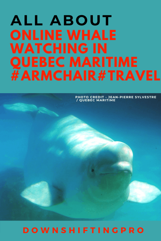 Intriguing Whale Watching Online in Quebec Maritime - #ArmchairTraveler 6 whale watching online is easy with Whales online and GREMM in Quebec Maritime