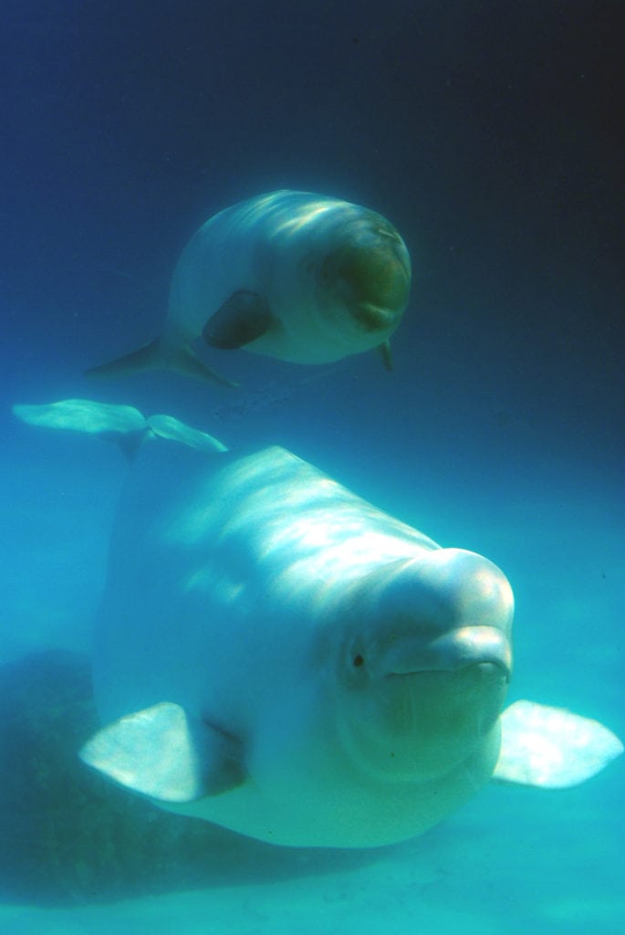 Intriguing Whale Watching Online in Quebec Maritime - #ArmchairTraveler 4 A female beluga with her calf (a threatened species) : Jean-Pierre Sylvestre