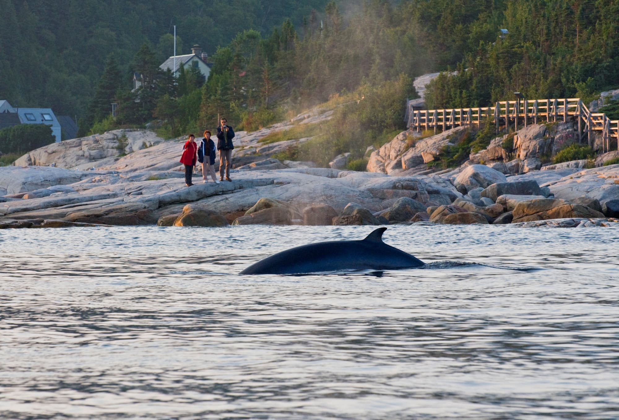 Minke whale watching from the shore, in the Tadoussac sector : Marc Loiselle/ Quebec Maritime