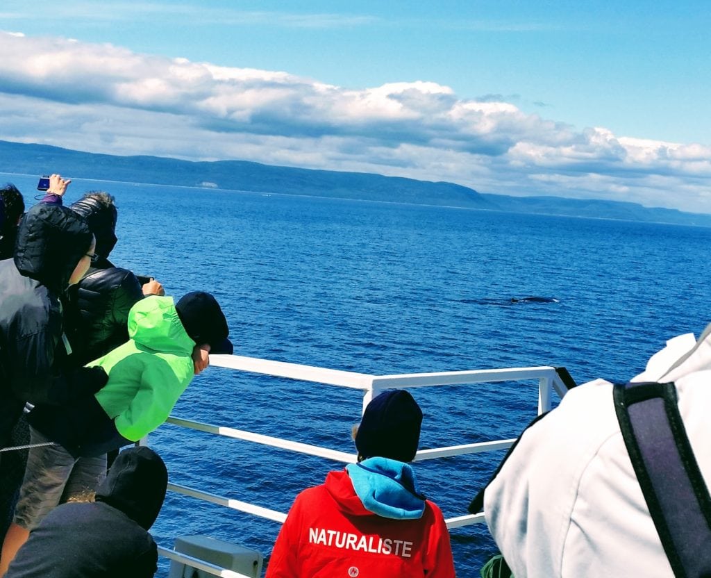 10 Best things to do in the Saguenay Fjord Region of Quebec - @SaguenayLac 3 Whale Watching in Quebec Maritime by St. Simon @DownshiftingPRO