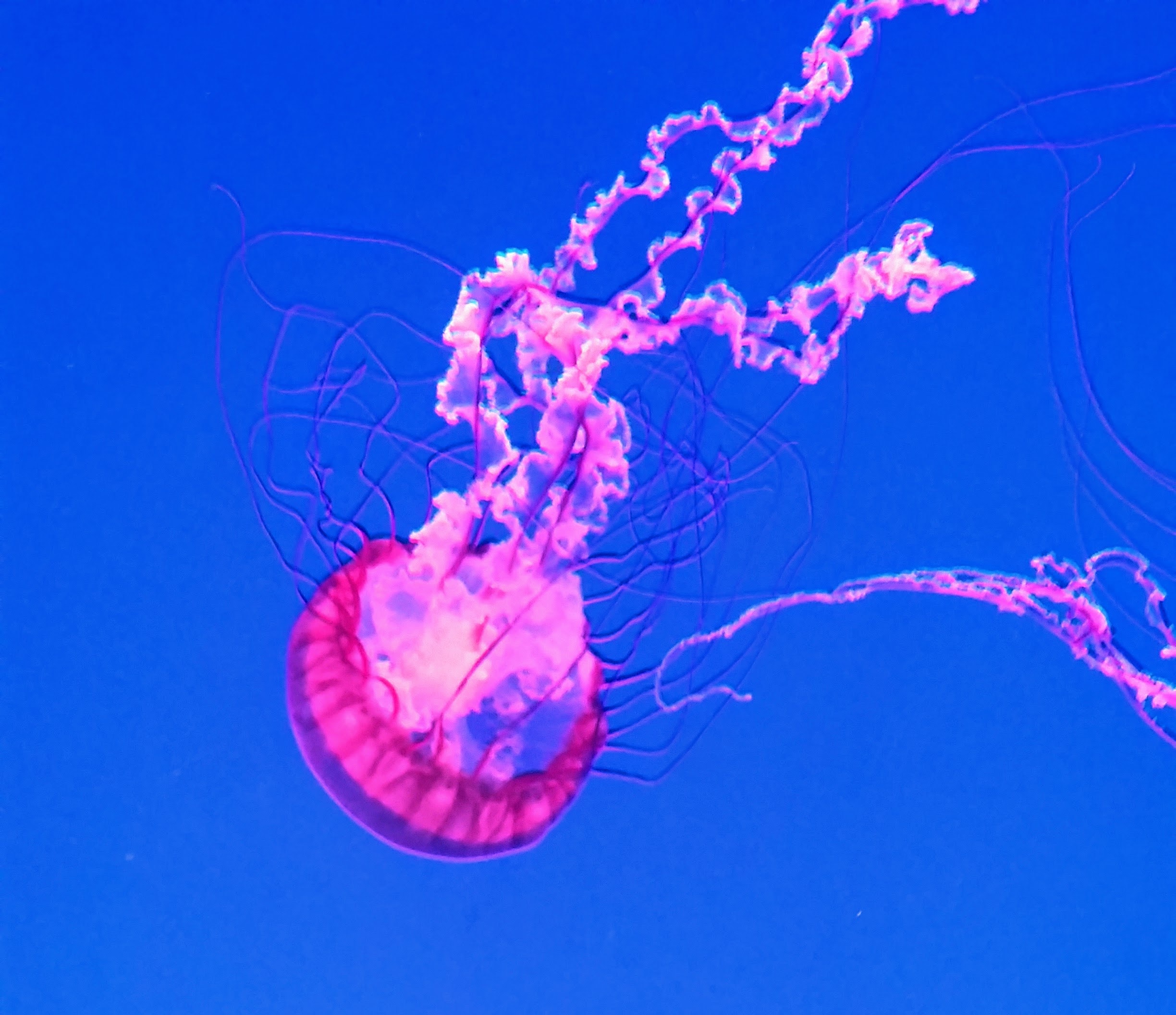 Jelly Fish at Canadas Ripleys aquarium in Toronto @DownshiftingPRO