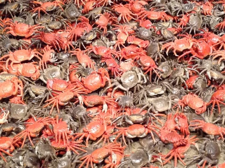 Crabs 3200 ceramic crabs Ai Weiwei AGO Exhibit 2013 @DownshiftingPRO
