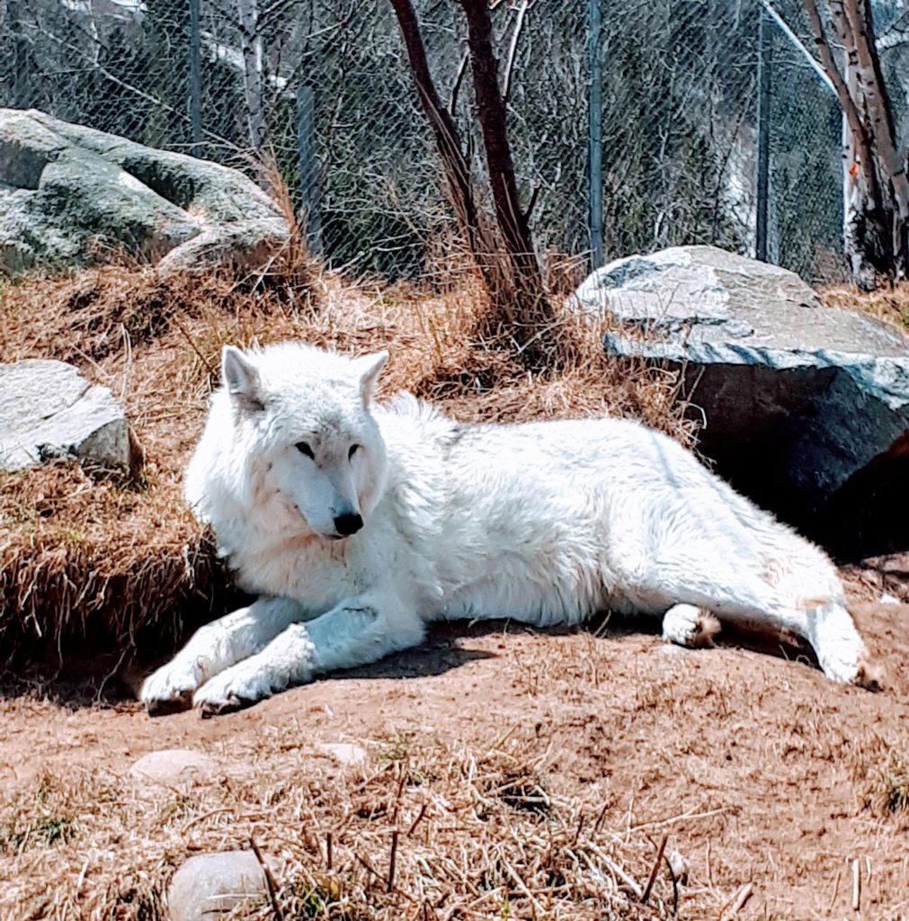 Family Travel in Québec Maritime - Ferme 5 Étoiles Family Farm is a must-see - 2023 UPDATE 3 Jacob the Grey Wolf Family - Travel in Quebec Maritime - at Ferme 5 Étoiles = @DownshiftingPRO