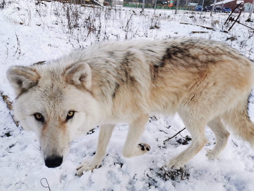 Family Travel in Québec Maritime - Ferme 5 Étoiles Family Farm is a must-see - 2023 UPDATE 14 Phao the Artic Wolf at Ferme 5 Etoile in Cote Nord Quebec Photo credit F5E