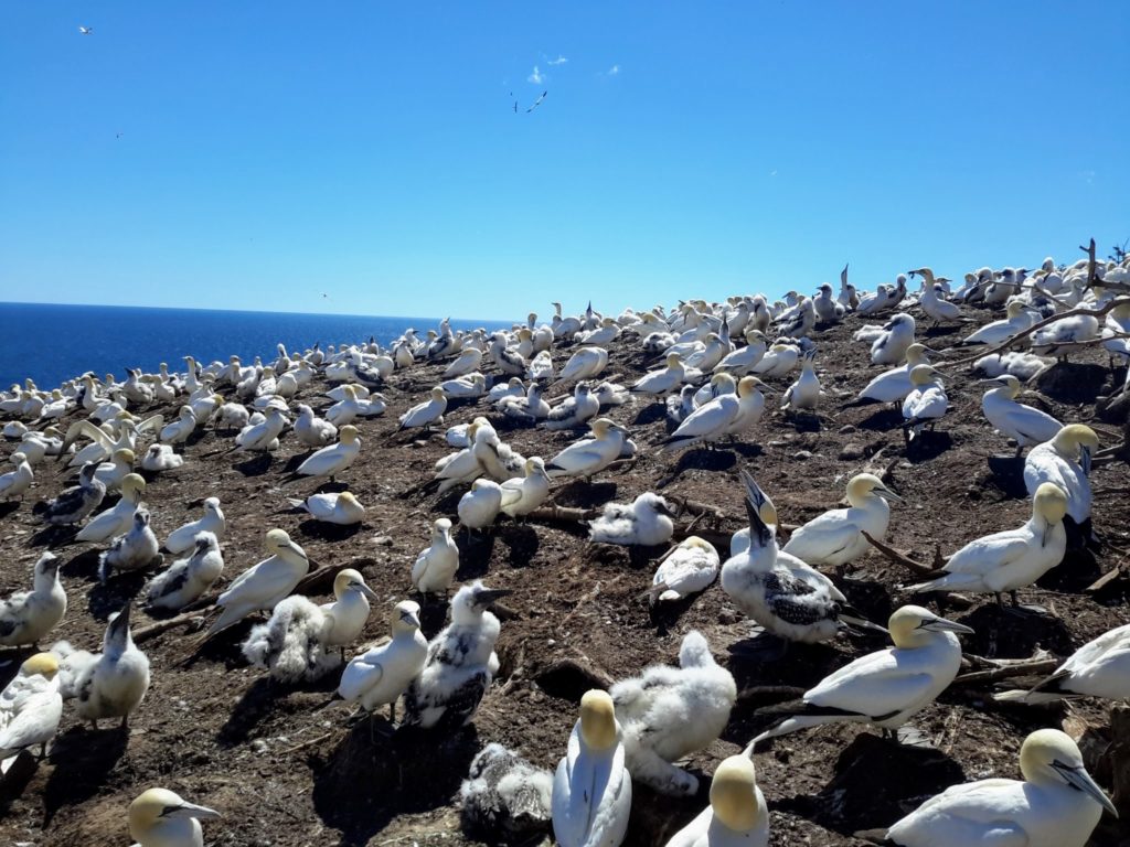 5 of the Best Road Trips in Quebec Maritime - Birdwatching Tour