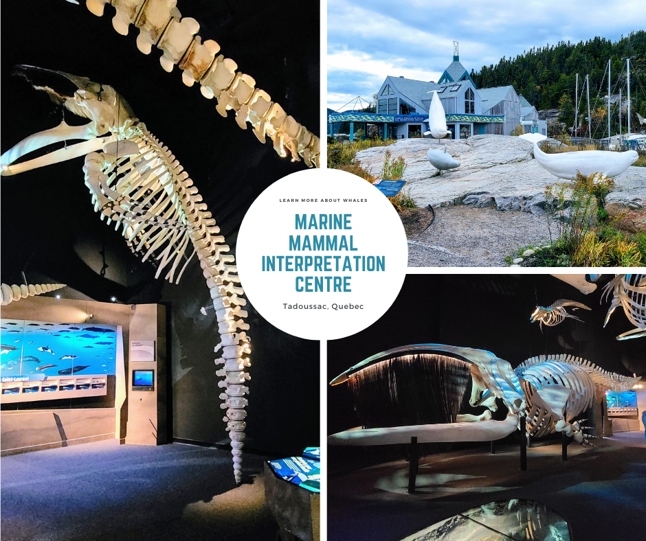 Where to go Whale Watching in Quebec - CIMM / GREMM