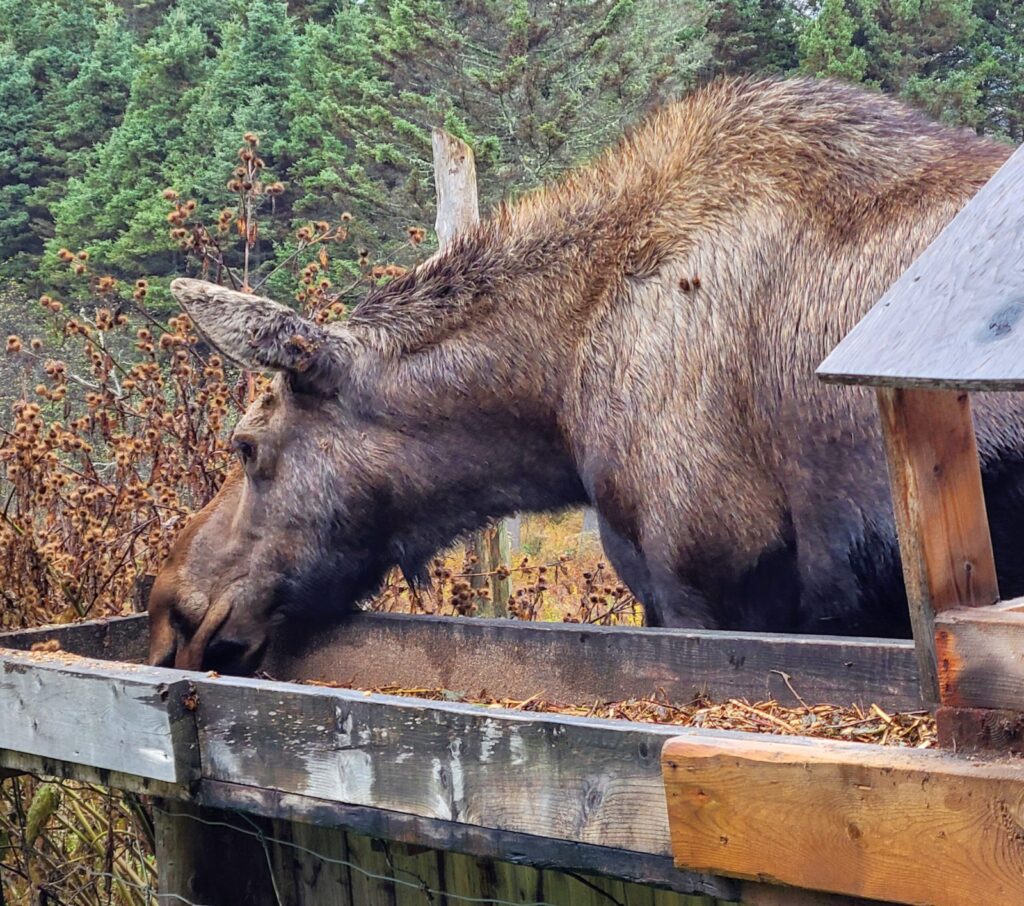 Family Travel in Québec Maritime - Ferme 5 Étoiles Family Farm is a must-see - 2023 UPDATE 2 Ferme 5 Etoiles Moose 2021 DownshiftingPRO scaled e1686713805845