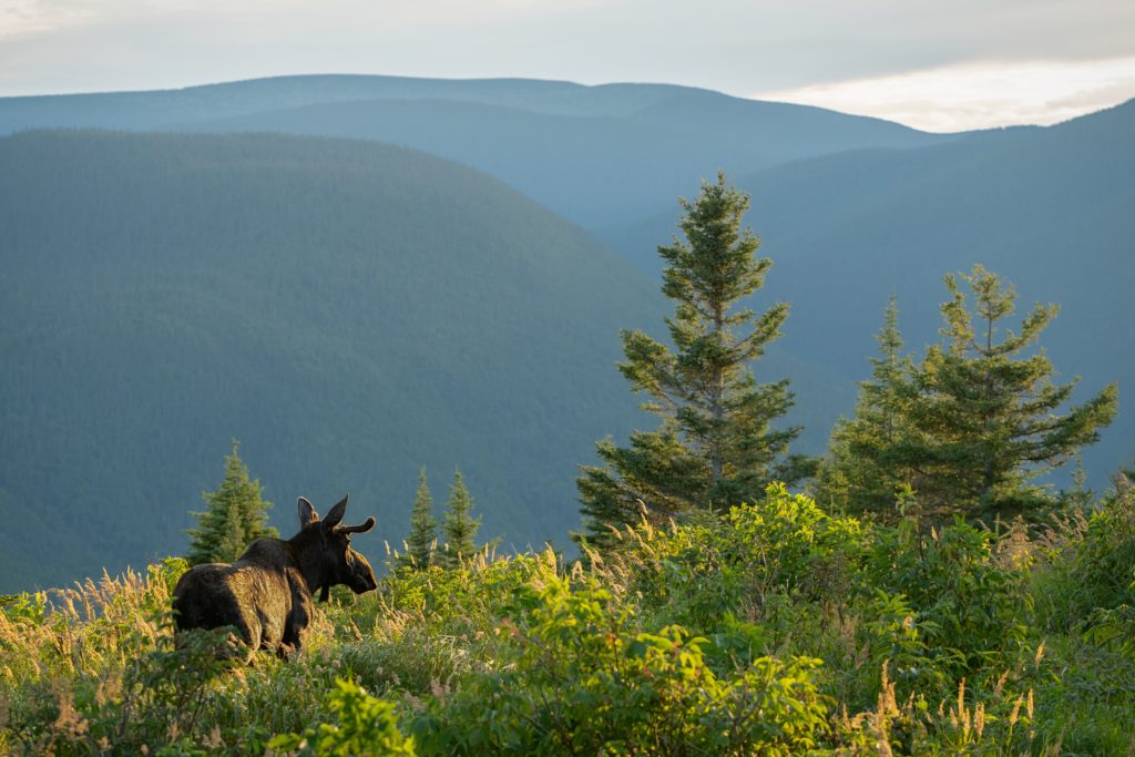 Moose observation in QM Chic Chocs Photo Credit EricDeschamps Quebec Martime